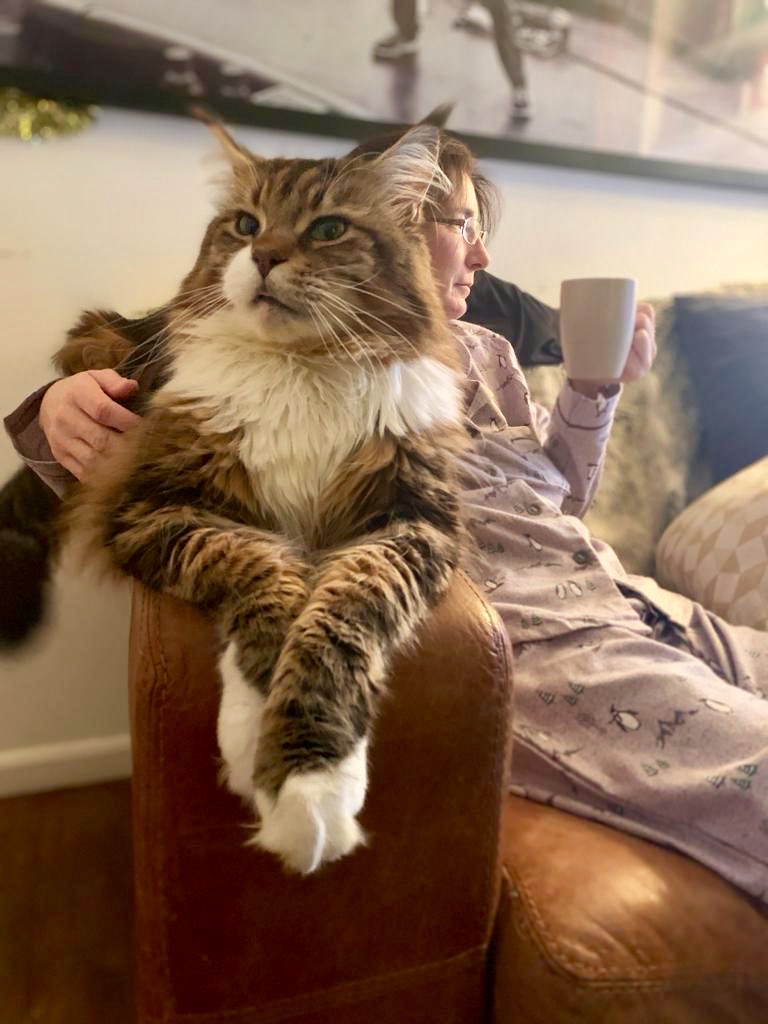 mark_WANM's tweet photo. ⁦@RadioX⁩ The missis has learned to always hold her tea as Tank knocked 6hot drinks over her. 15kgs leaping into the air with a very distinct lack of feline grace. Needs to be near her at all times, like her weird beastcat shadow who shouts MINE at me when I walk past her https://t.co/cVybwiA8iC