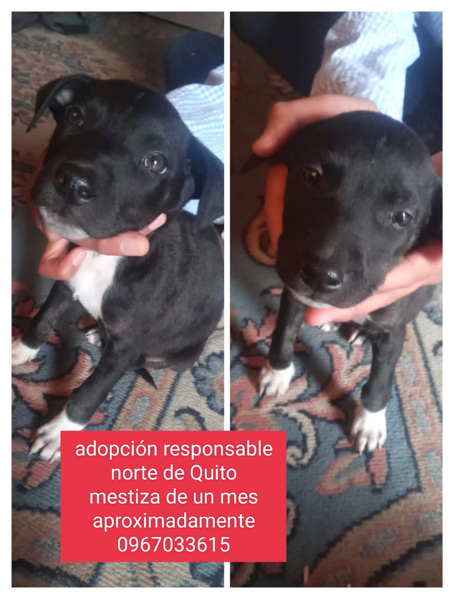 AmandyMacedo_RT's tweet photo. Interesados en #Quito
en adopción un perrito y darle un hogar por favor llamen a los teléfonos 🙂
#amigostar #Repost
No maltrató animal https://t.co/eQOUf2Vs7N