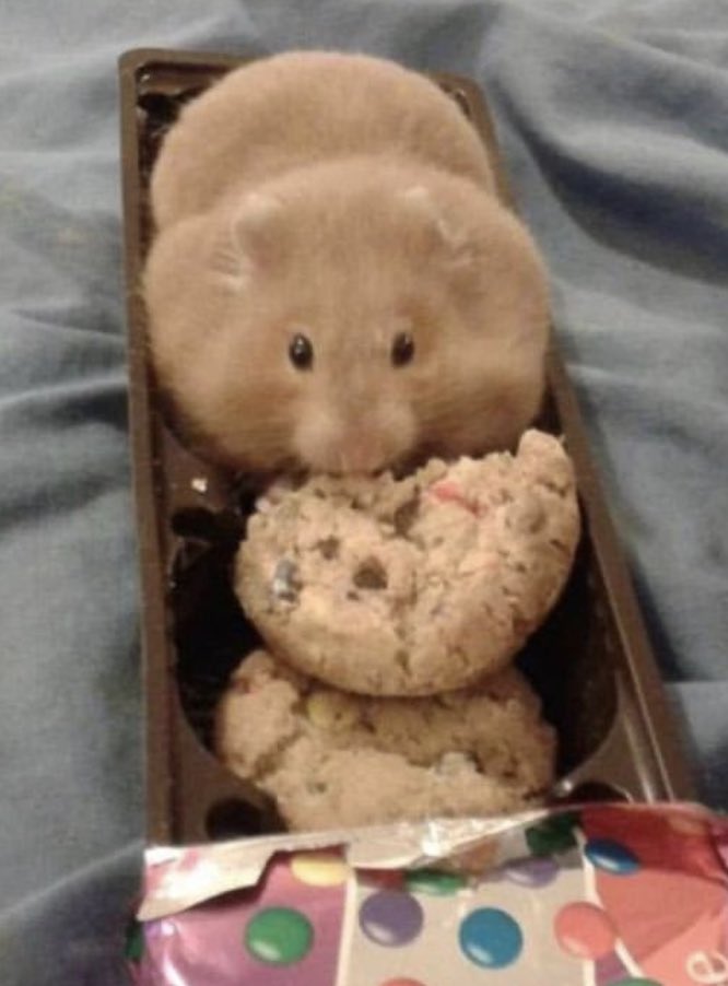 HumStir's tweet image. ok… hou    eatig all da cooky ??? no , wasn me !