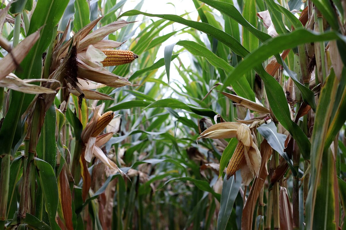 #Corn growers press Biden on Mexican biotech ban buff.ly/3HLKpAS