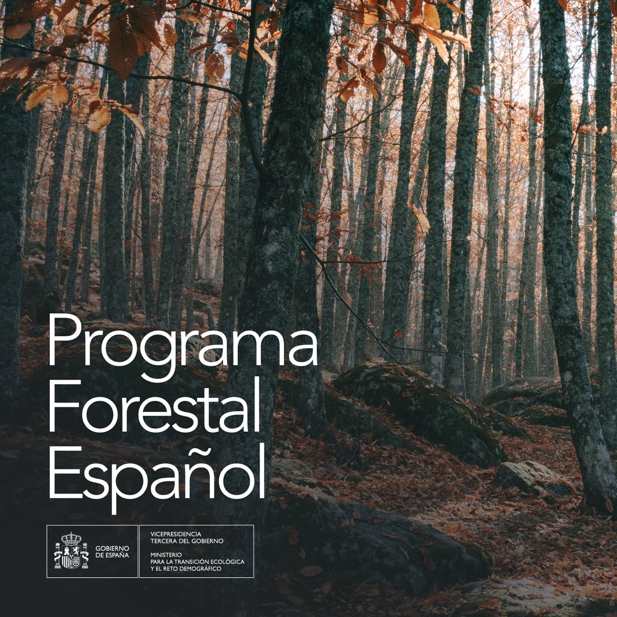 mitecogob's tweet photo. Aprobamos en Consejo de Ministros el Programa Forestal Español
🌿 Marco estratégico que mejora la política forestal a largo plazo 
🌿 Los bosques bien gestionados son más resilientes al cambio climático y amenazas como abandono, incendios o enfermedades

Consta de 3 patas ⬇️ https://t.co/OaGV5PzF1h
