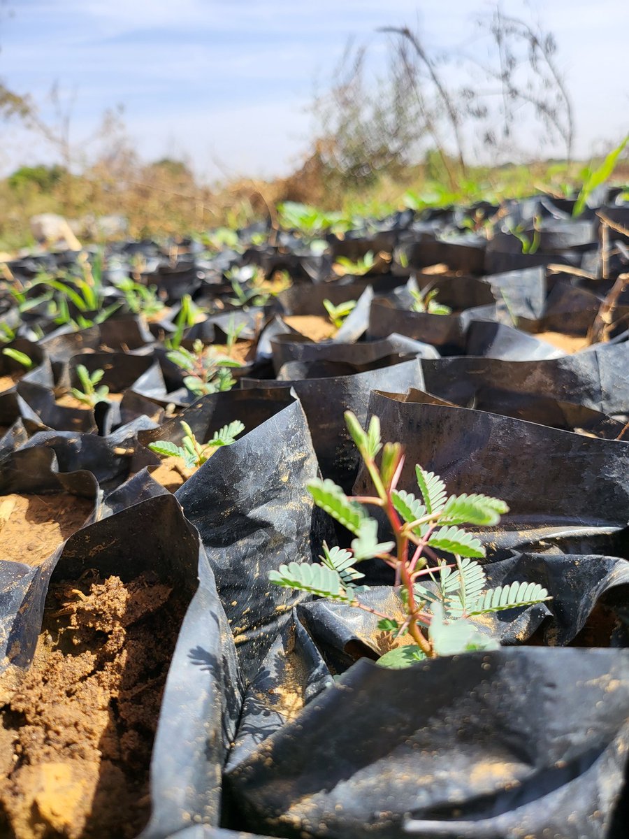 creaccng's tweet photo. #Acaci, #ParkiaBiglobosa, #AzadirachtaIndica, #DiospyrosMespiliformis trees etc are sprouting up in our Agroecology Training Center in Gisheru,Wamako. Thanks to @CanHCNigeria's funding support,we are reviving vulnerable and endangered trees in Nigeria @ggwnigeria @UNDPBorderlands https://t.co/mhrFinHt5n