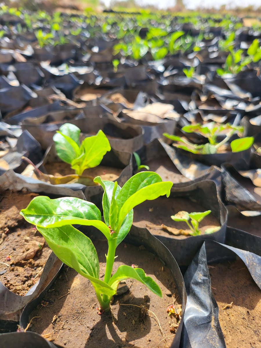 creaccng's tweet photo. #Acaci, #ParkiaBiglobosa, #AzadirachtaIndica, #DiospyrosMespiliformis trees etc are sprouting up in our Agroecology Training Center in Gisheru,Wamako. Thanks to @CanHCNigeria's funding support,we are reviving vulnerable and endangered trees in Nigeria @ggwnigeria @UNDPBorderlands https://t.co/mhrFinHt5n