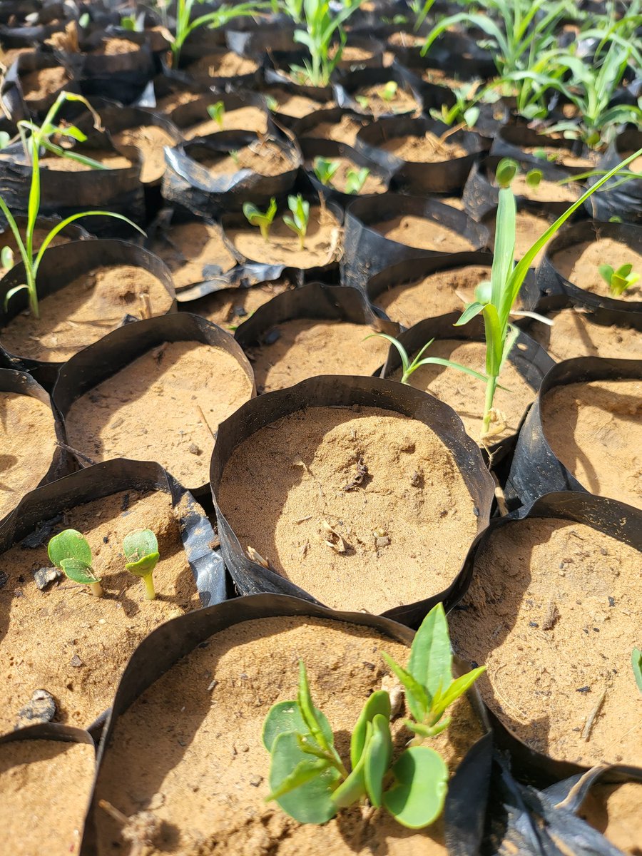creaccng's tweet photo. #Acaci, #ParkiaBiglobosa, #AzadirachtaIndica, #DiospyrosMespiliformis trees etc are sprouting up in our Agroecology Training Center in Gisheru,Wamako. Thanks to @CanHCNigeria's funding support,we are reviving vulnerable and endangered trees in Nigeria @ggwnigeria @UNDPBorderlands https://t.co/mhrFinHt5n