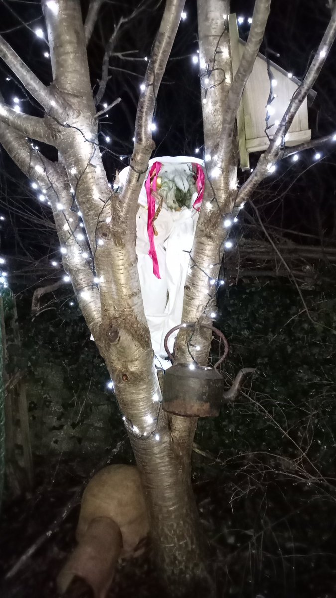 Got a #marilwyd to see the #solstice and the new year in. I didn't have a horse skull lying around, so this ram from an #Islay beach will have to do. Wassail.