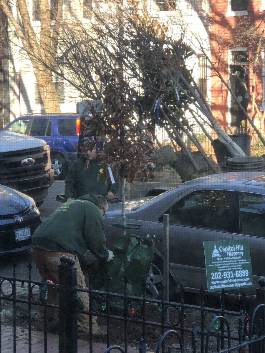 The DC City government planted a beautiful replacement tree in front of our house this morning. Love it. A #ChristmasMiracle. Thanks ⁦<a href="/MayorBowser/">Mayor Muriel Bowser</a>⁩