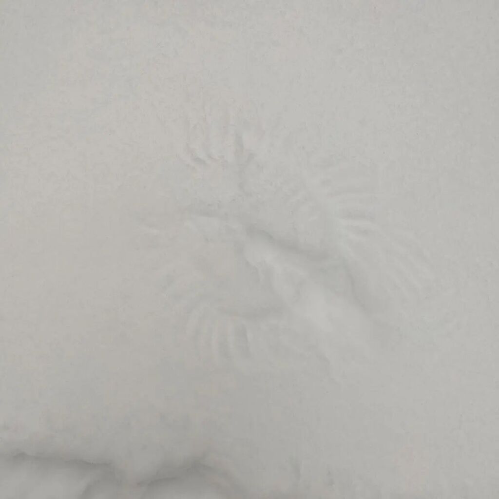 instagr.am/p/CmZevsgJEMF/