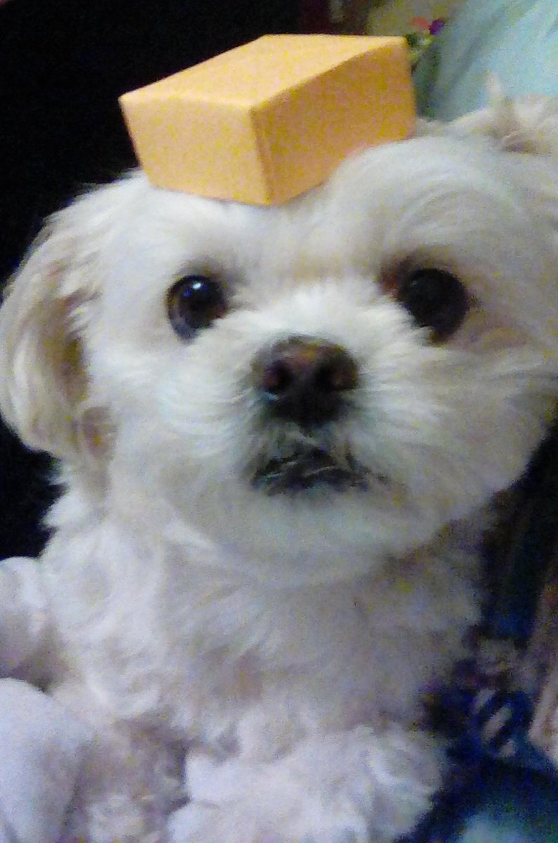 ruben_corella's tweet photo. #FelizSemana #happyweek #puppy #cuteness #cuties #cute #perrito #littledog #prettypet #WednesdayMotivation #gorgeous #noregalesperros #funnypets #funnydogs #mascotas #AdoptaNoCompres #nocompresperros #nosonjuguetes #animals #Animalitos #perritos https://t.co/rF22VBbfGh