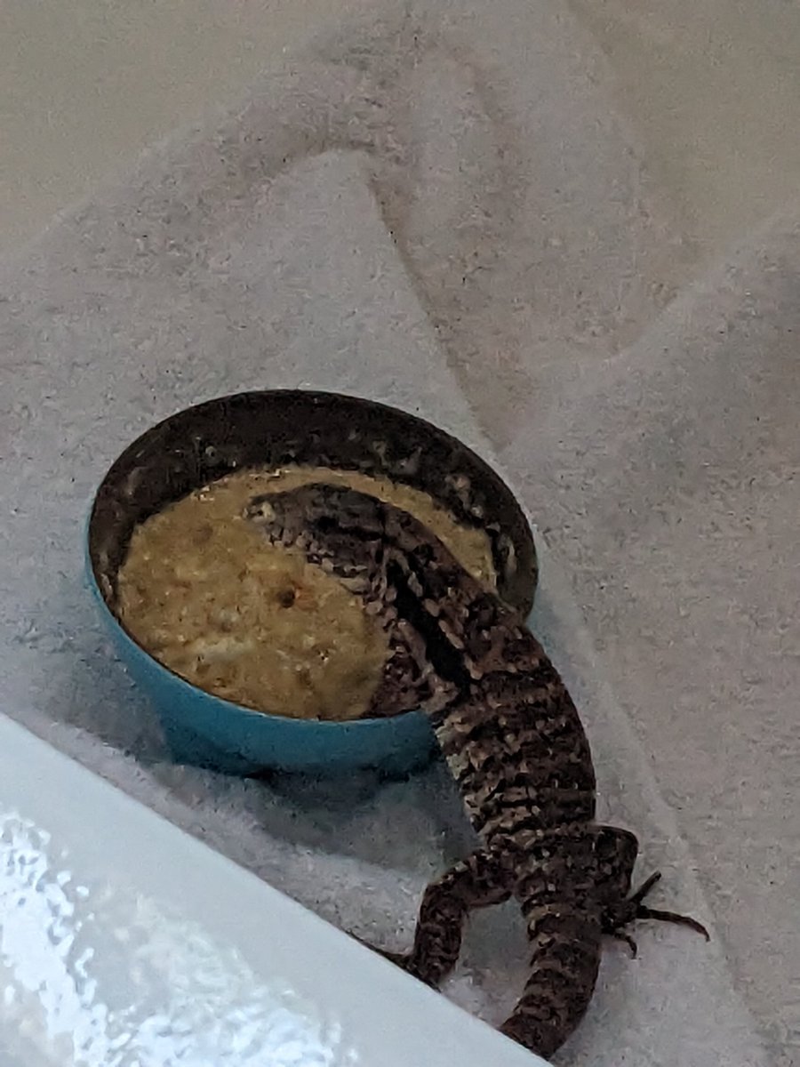 PiksteinLab_GCU's tweet photo. My 3 boys 🔥❤️⚔️ #motherofdragons
#tegulizard Falkor, Omega, Caraxes 🐉
#Herpetology #dragons #lizards #tegu https://t.co/ZeOS7HFG2r