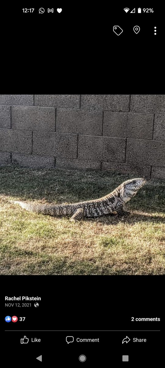 PiksteinLab_GCU's tweet photo. My 3 boys 🔥❤️⚔️ #motherofdragons
#tegulizard Falkor, Omega, Caraxes 🐉
#Herpetology #dragons #lizards #tegu https://t.co/ZeOS7HFG2r