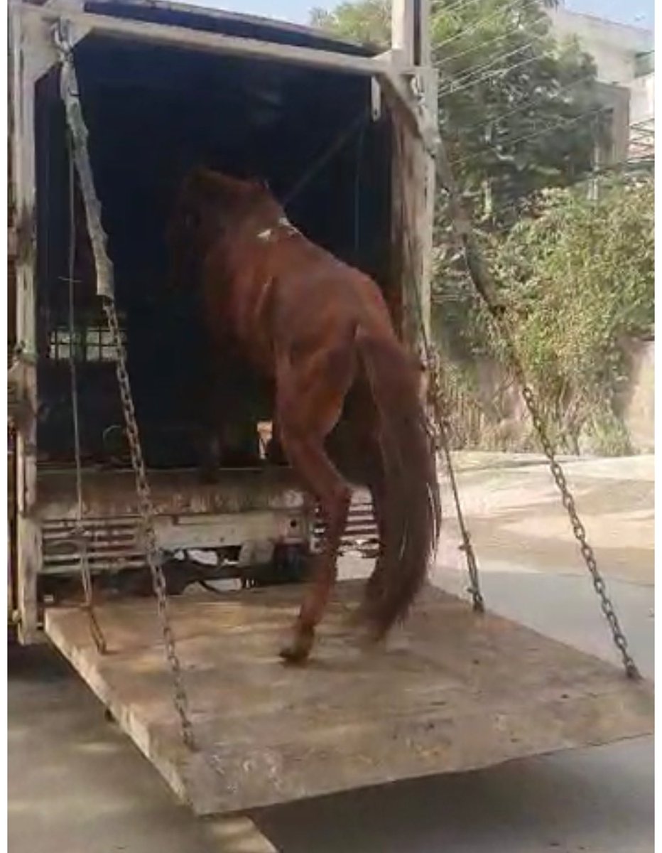 Atrocities suffered by a horse who was used by humans and then abandoned to survive on roads ! Rescued by PFAFaridabad with the help of DevashrayAnimalHospital and sent for treatment @Manekagandhibjp @_MohitChauhan @dr_arpit_jain @gauri_maulekhi @narendramodi @mlkhattar
