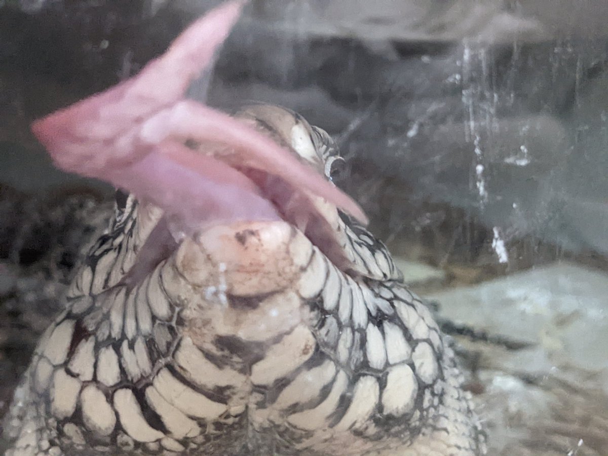 PiksteinLab_GCU's tweet photo. Kisses for your Tuesday! 👅🦎
#tegu #tegulizard #lizards #Herpetology #reptiles #Kisses https://t.co/WSsIG4QBL8