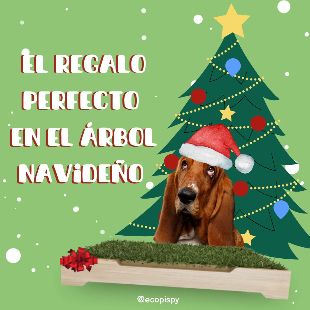 Ecopispy's tweet photo. El regalo perfecto si existe 💚✨

•Box Sanitario con césped natural, no genera olores de pipi, sustentable y amigable con tu peludo 🐱 🐕 🐾 y el medioambiente ♻️

Pedí el tuyo antes de Navidad 🎄🎅
WhatsApp https://t.co/oinZwW75zh

#EcoPisPy  #Navidad2022 #BandejaSanitaria https://t.co/RkO5vFIAxw