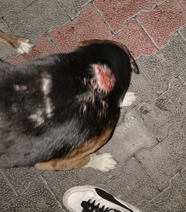 An Injured dog spotted by on the streets of Faridabad , given on spot treatment clubbed with a lot of love and cuddles! Wishing this baby a super speedy recovery ! @Manekagandhibjp @pfaindia @gauri_maulekhi @dr_arpit_jain @AwbiBallabhgarh @mlkhattar @_MohitChauhan @PMOIndia