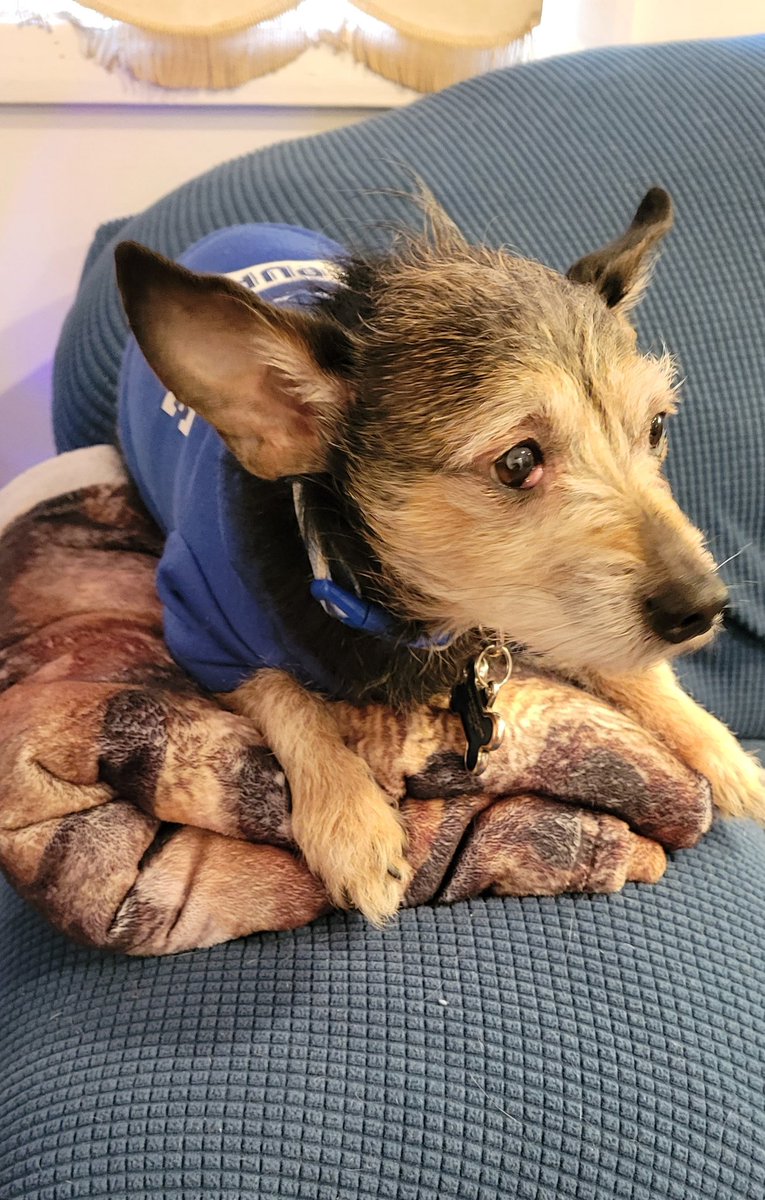 considernoodles's tweet photo. Noodles wants to say hello and hopes everyone is having a good Hannukah! #hannukah #gooddogs #howlidays #DogsofTwittter https://t.co/8ccsQlzvI9