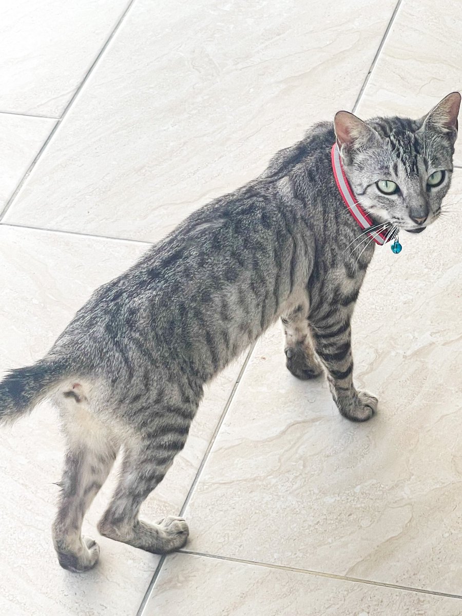Gente de Sincelejo ayúdenme a encontrar el dueño de esta gatita🙏🏻