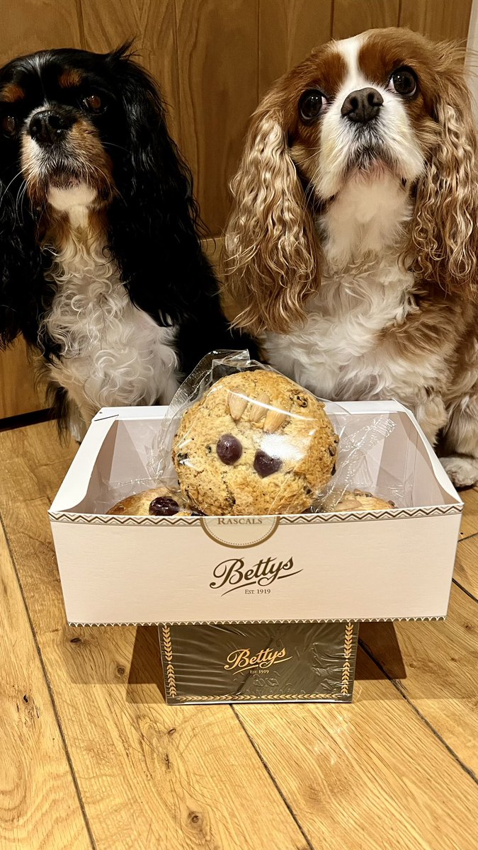 Our mummy says a very big thank you 😊 <a href="/CatFoster54/">Treacle 🌹🥐🎾🧀🇫🇷🇮🇹</a> Treacs and your mummy for the most amazing treats from <a href="/Bettys/">Betty Smith</a> Our mummy has already stuffed her face with them and not even a crumb for us girls 🤪 we loves you ❤️💝🤶🎄🎅😘😘😘