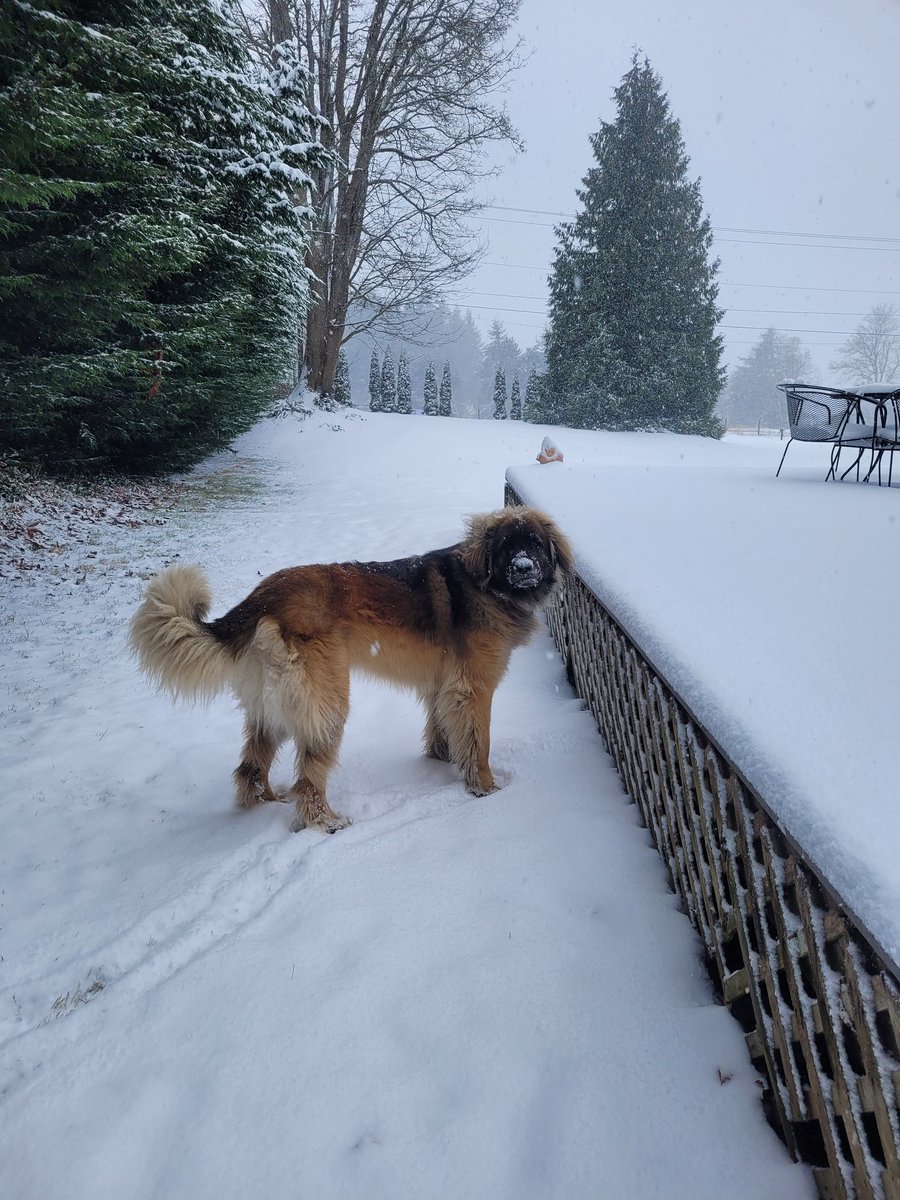 Nope. We had this conversation before. I will Not come inside. #snowberger #dogsoftwitter #snowday