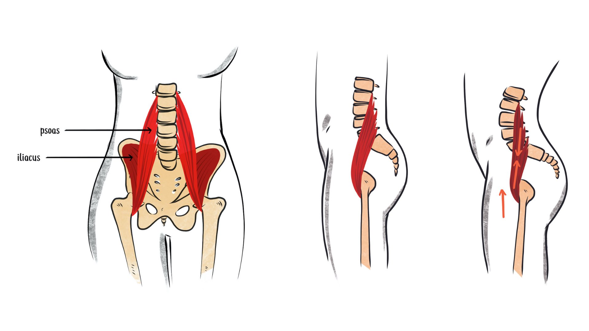 The Sp⚽️rts Physio on X: 