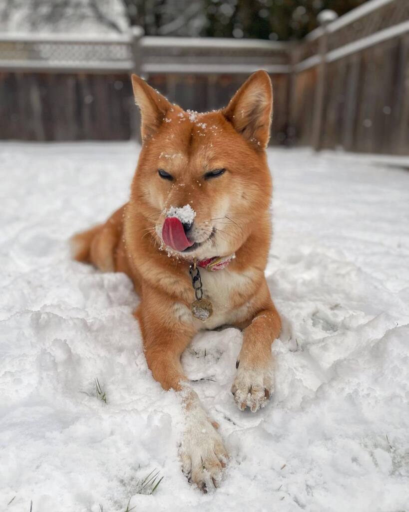 markus_mcgruff's tweet photo. 📸 Follow Markus’ adventures on instagram! @markus_mcgruff #dogs #dogsofinstagram #pacificnorthwest https://t.co/rstnwdkIFC