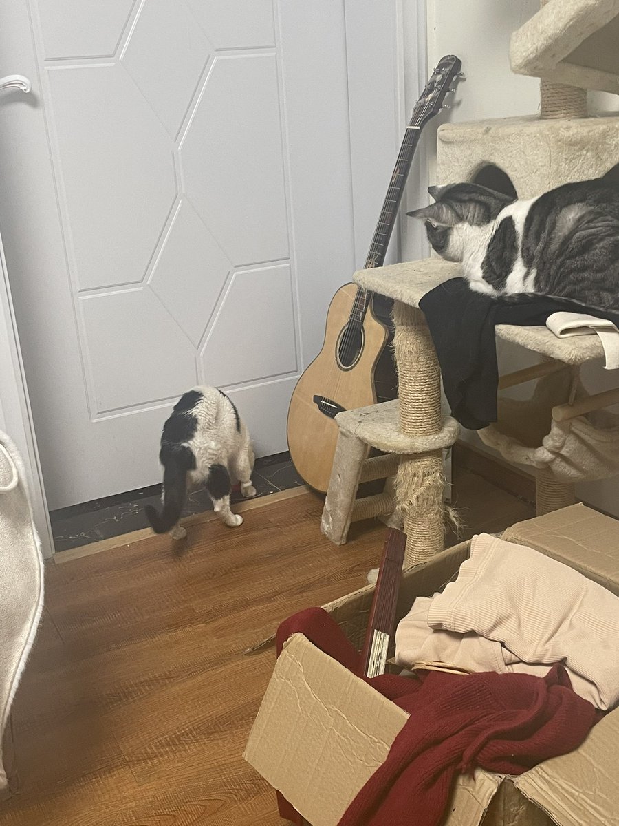好像在观察猫咪一家玩冰球运动hhhh
红色本就是光波最长的颜色啦 https://t.co/uda8Pp01WU