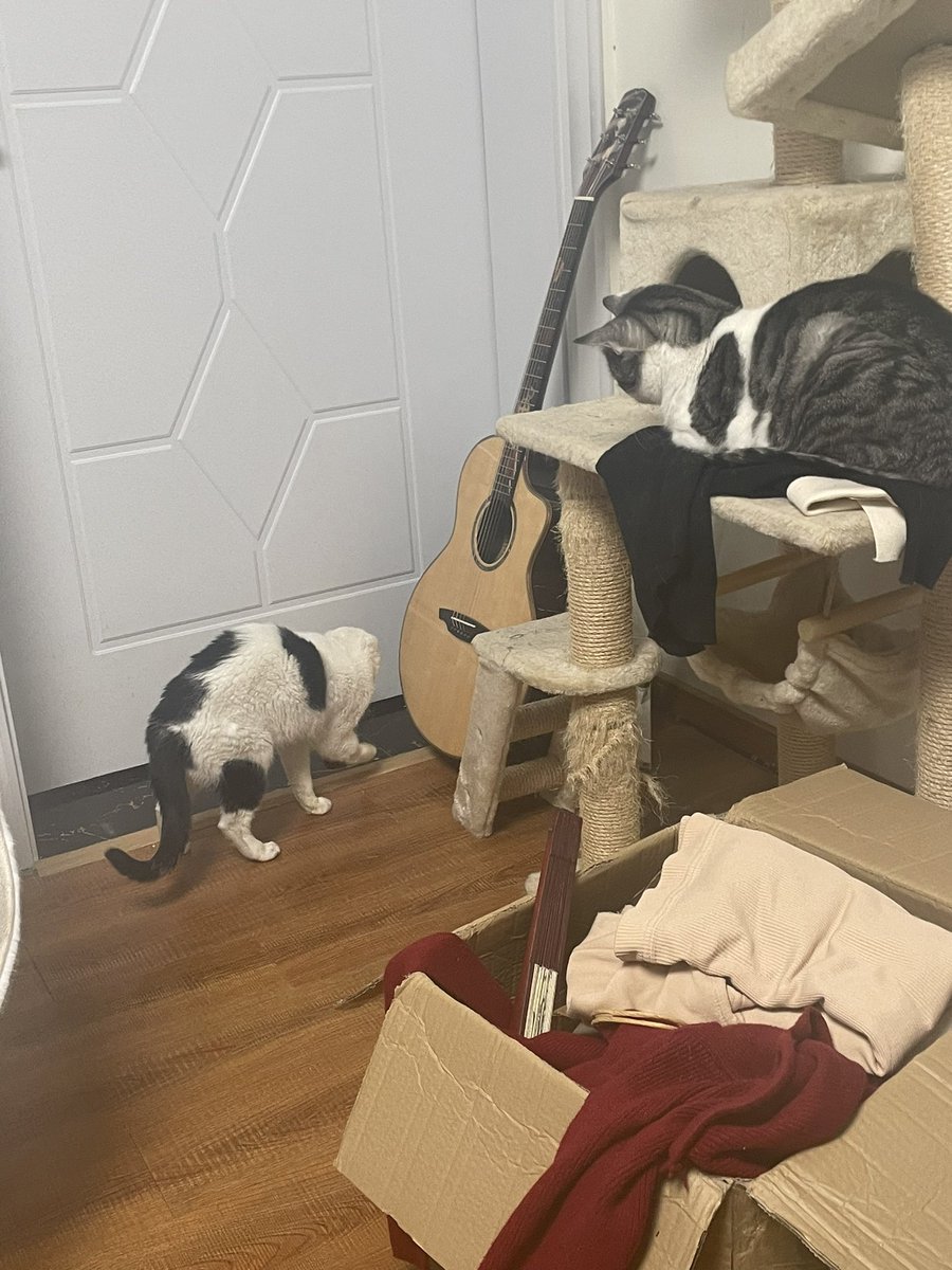 好像在观察猫咪一家玩冰球运动hhhh
红色本就是光波最长的颜色啦 https://t.co/uda8Pp01WU
