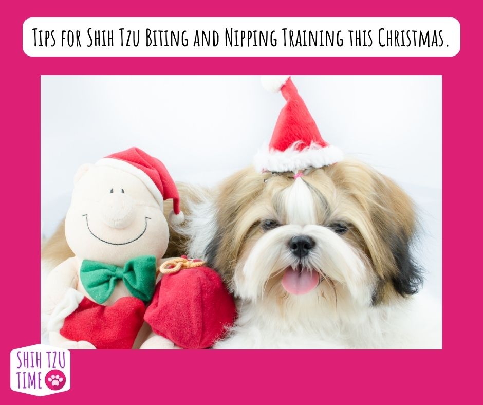 ShihTzuTime's tweet photo. Tips for Shih Tzu Biting and Nipping Training this Christmas. Read more: https://t.co/Wt4We5FGLg 

#shihtzutime #shihtzu #shihtzutraining #shihtzulove #shihtzuforever  #shihtzuworld #shihtzuloves #shihtzu_addiction https://t.co/JjiBxdte9B