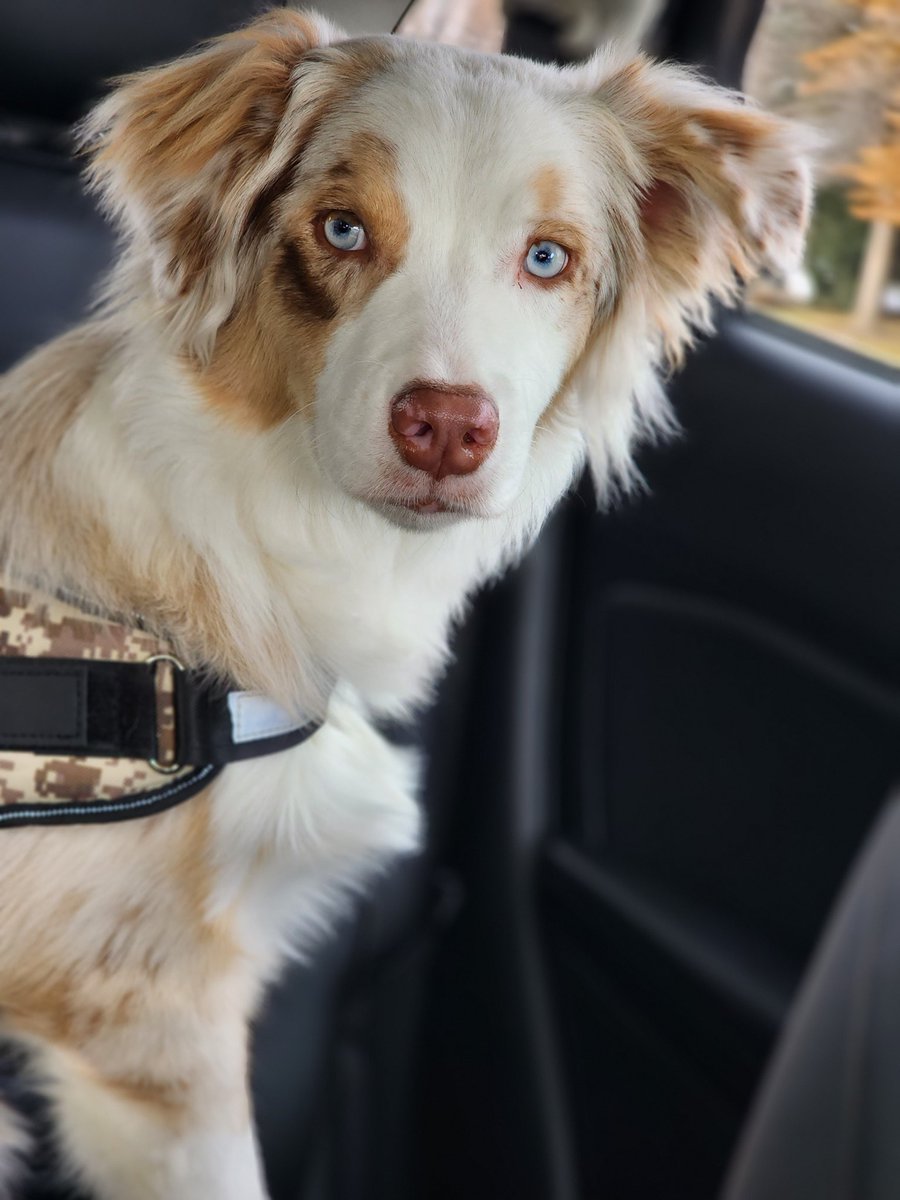 Someone loves car rides