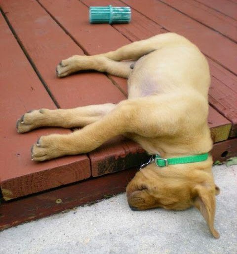 ruben_corella's tweet photo. Me caigo de sueño 🙆😹☺️🫢🐕 #puppy #dreams #dreaming #HappyChristmas #merrypets #pets #funnydogs #reves #sueño #pupoieslover #AdoptaNoCompres #nosonjuguetes #nocompresperros #dogsoftwitter #sogni #sonho #sonhos #WednesdayMotivation https://t.co/B4FqhsdXJa