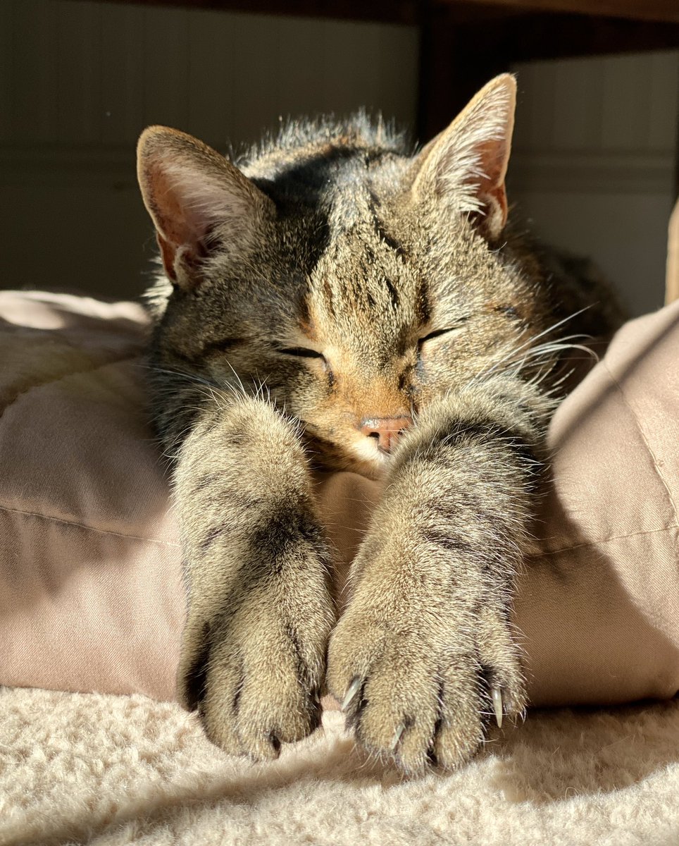 MissyBBBobtail's tweet photo. Secretly jealous of my sister, Trouble’s sun puddle #CatsOfTwitter   ❤️☀️ https://t.co/KytmfXmBRb