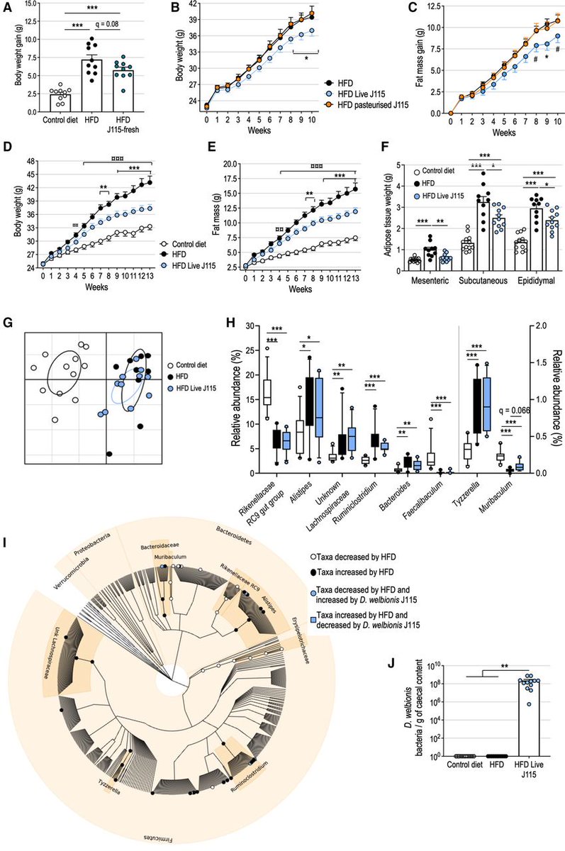 Gut_BMJ's tweet photo. Included (in no particular order) as a #GUTTopPaper chosen by @emadelomar is
"Dysosmobacter welbionis is a newly isolated human commensal bacterium preventing diet-induced obesity & metabolic disorders in mice" via https://t.co/K4Y8n1ndGI
@Titicaccae, @EmiMoens, @MicrObesity https://t.co/i7hfQd90Mb