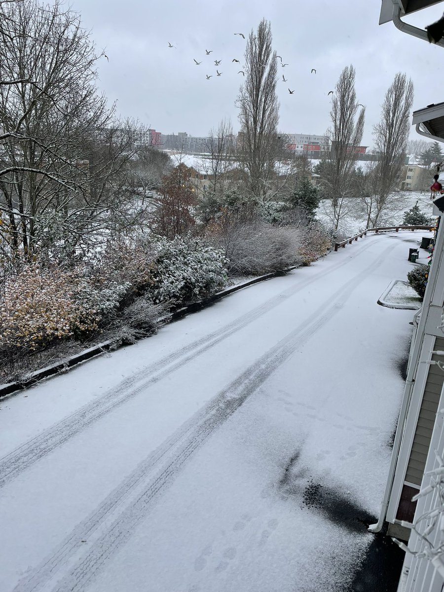 AmyTeachesESL's tweet photo. @KSeattleWeather Just enough to cover the ground here in the New Holly neighborhood of South Seattle https://t.co/qiwKeZIAAd