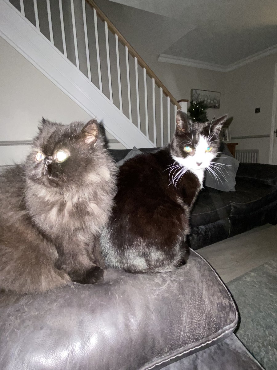 susand_1's tweet photo. @michaelscat2 Jerry and William 🥰🥰 https://t.co/cK7zCcu0hV