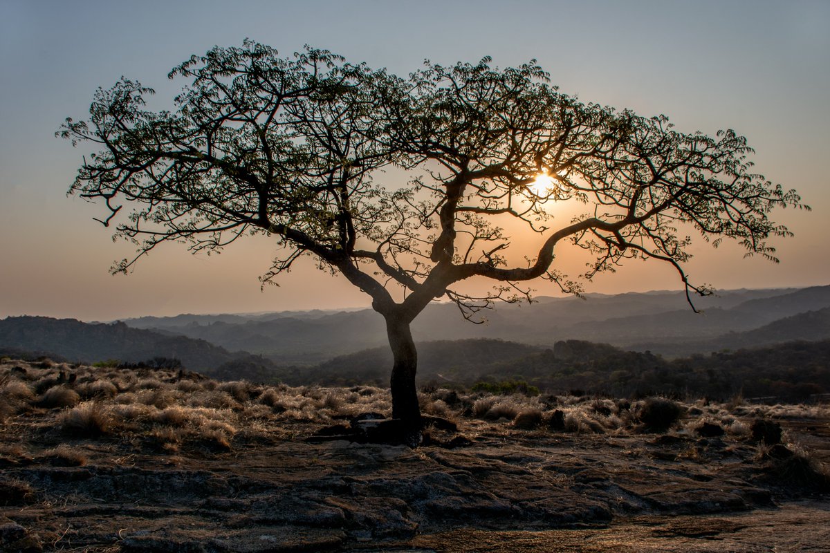 A tree in the Matobo Hills, Zimbabwe. #offthebeatentrack #travellingdays #throughmylens #snappingtheworld #photooftheday #Zimbabwe #travel #traveltribe #travelphotography #nikonphotography <a href="/ThePhotoHour/">#ThePhotoHour</a> <a href="/StormHour/">#StormHour</a>