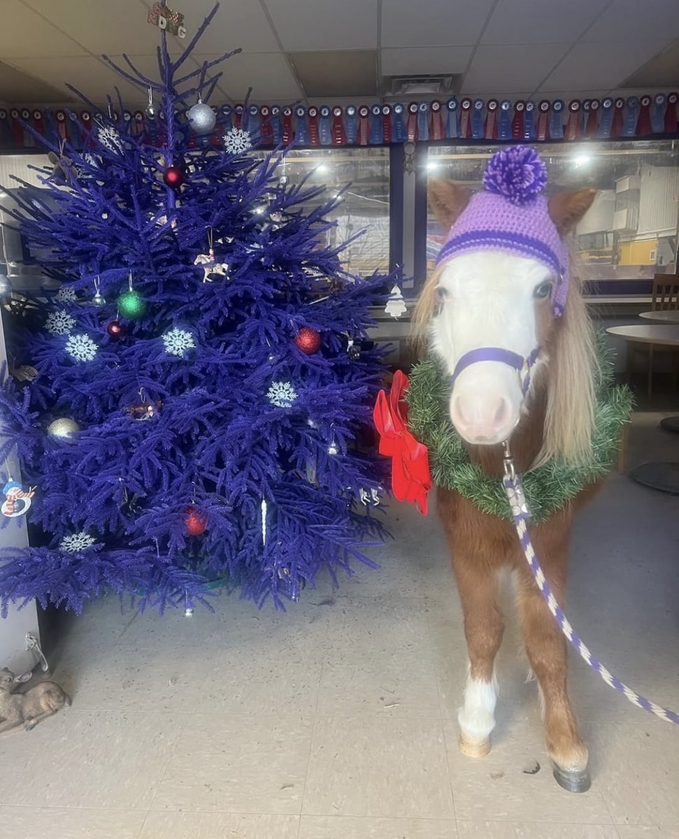 A very necessary #Repost from our friends at Alfred to get us all into the holiday spirit 😍🎄

#rideIHSA #HolidaySpirit #CanThisFitUnderMyTree #AskingForAFriend

📸: Alfred University Equestrian Center