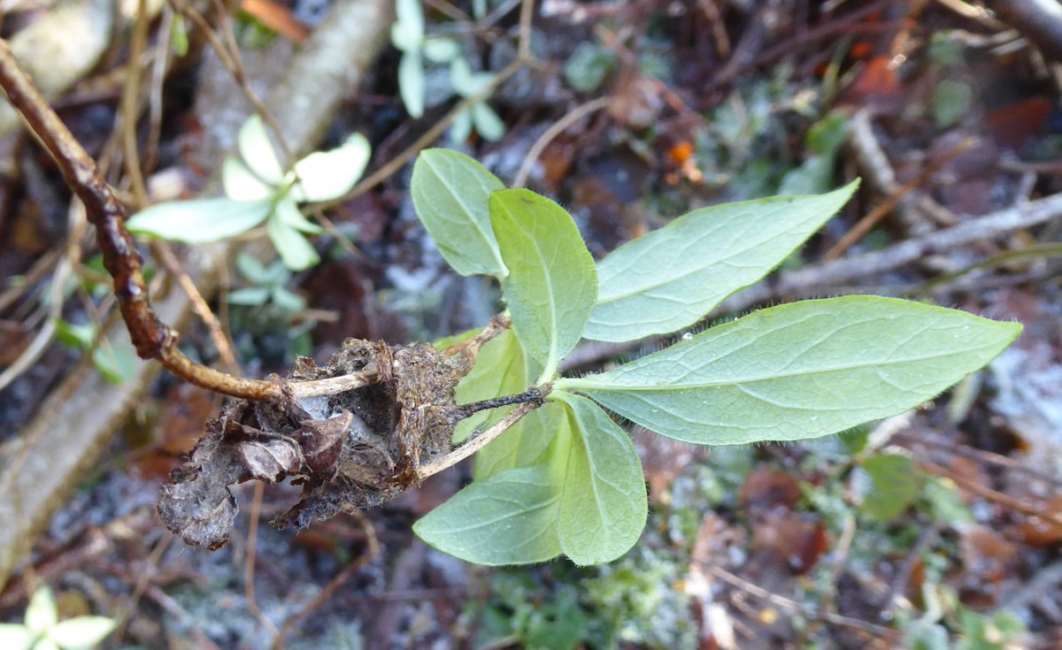 Anne Edwards (@annieedwardsjic) on Twitter photo Could this be a hibernating white admiral caterpillar? On honeysuckle in <a href="/NorfolkWT/">Norfolk Wildlife Trust</a> Ashwellthorpe Woods <a href="/savebutterflies/">Butterfly Conservation 🦋</a> @ukbutterflies Could this be a hibernating white admiral caterpillar? On honeysuckle in <a href="/NorfolkWT/">Norfolk Wildlife Trust</a> Ashwellthorpe Woods <a href="/savebutterflies/">Butterfly Conservation 🦋</a> @ukbutterflies