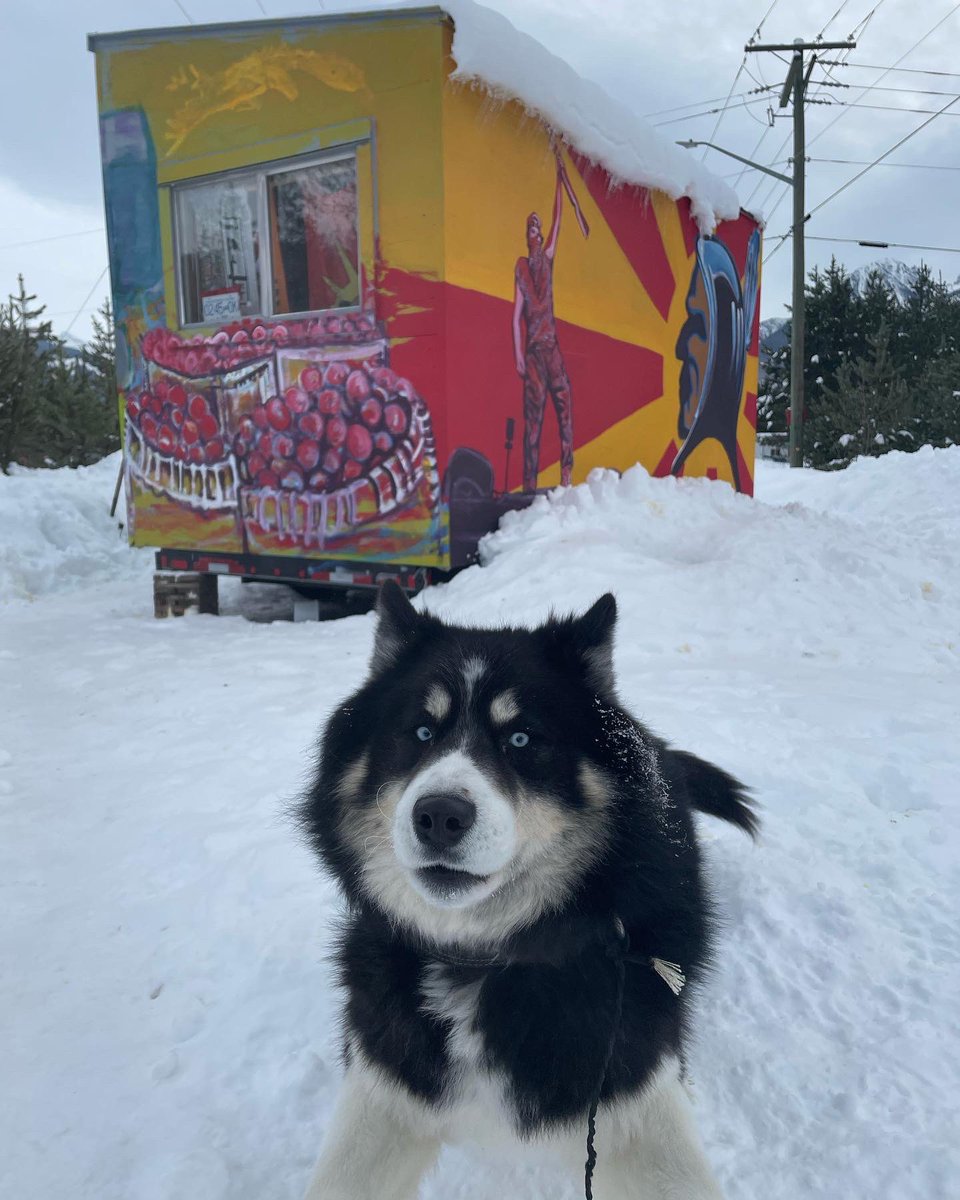 TMX security at our front gate taking photos of our #husky dog Bear and calling the SPCA. We are a Secwepemc Land Back village and Canada doesn’t not apply here. Our dogs belong to us. #NativeDogs #TinyHouseWarriors