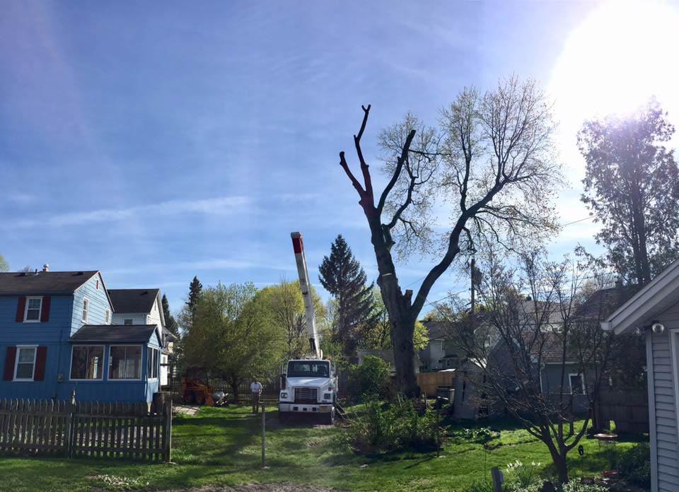 MLtreeservice's tweet image. When the tree becomes too big for your property, it can harm your safety. With our tree topping service, we assure you we do our job well. Learn more by visiting our website! 
 
#MLTreeService #TreeToppingServices bit.ly/3Ueyxdb