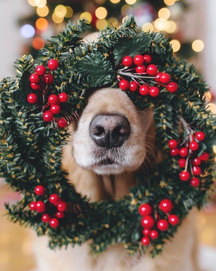She is doing the Christmas decorations. Some of the dogs were helping her. 🎄🎄🐕🤶⛄❄️🌟