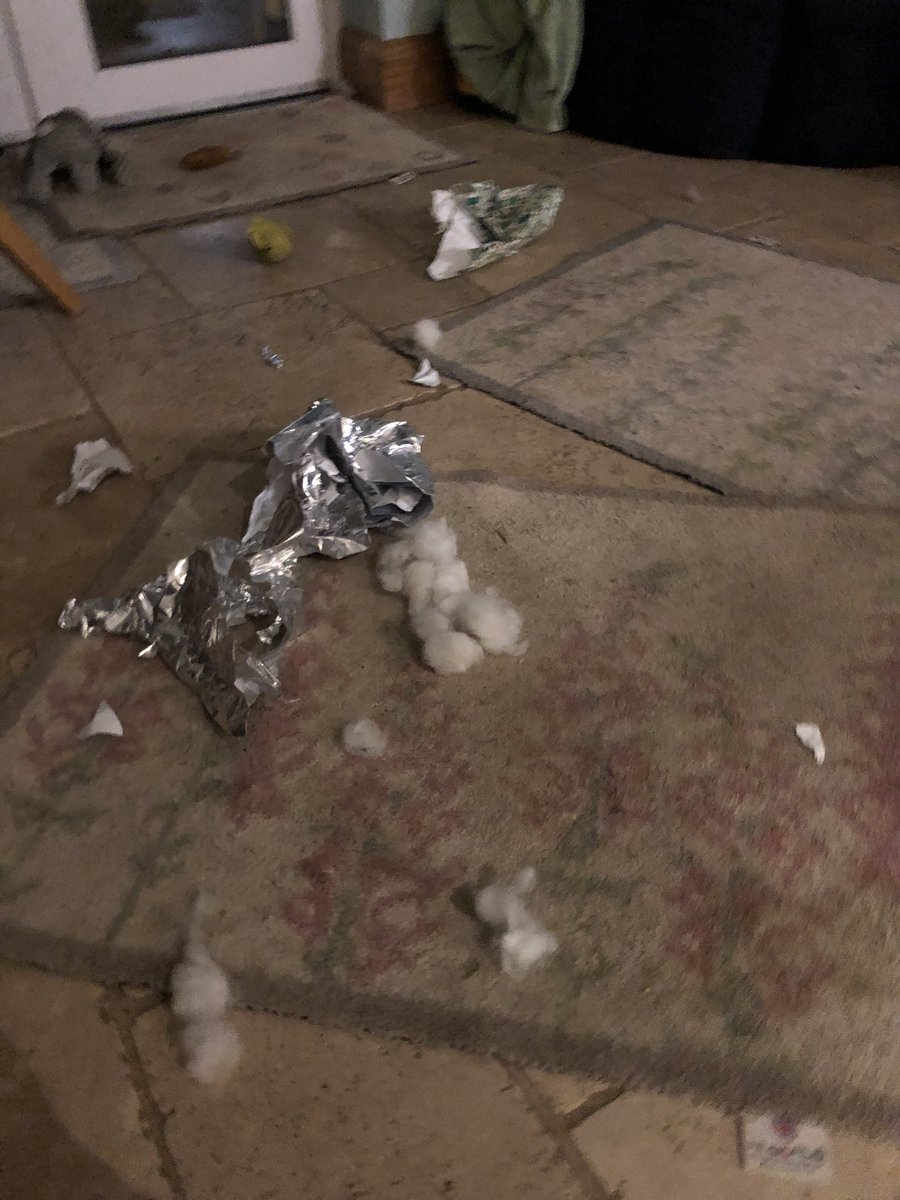 SueDavi31048088's tweet photo. @ERPDF I suppose it’s my fault leaving the wild girls (Aka RPD Tia and Ruby) while I had a shower ….. that’s another Christmas present bitten the dust 🐾🤷🏻♀️🐾🎅🎅 #Erpdf #rpds #rpdtia #wildgirls https://t.co/W0Ipb9HvZX