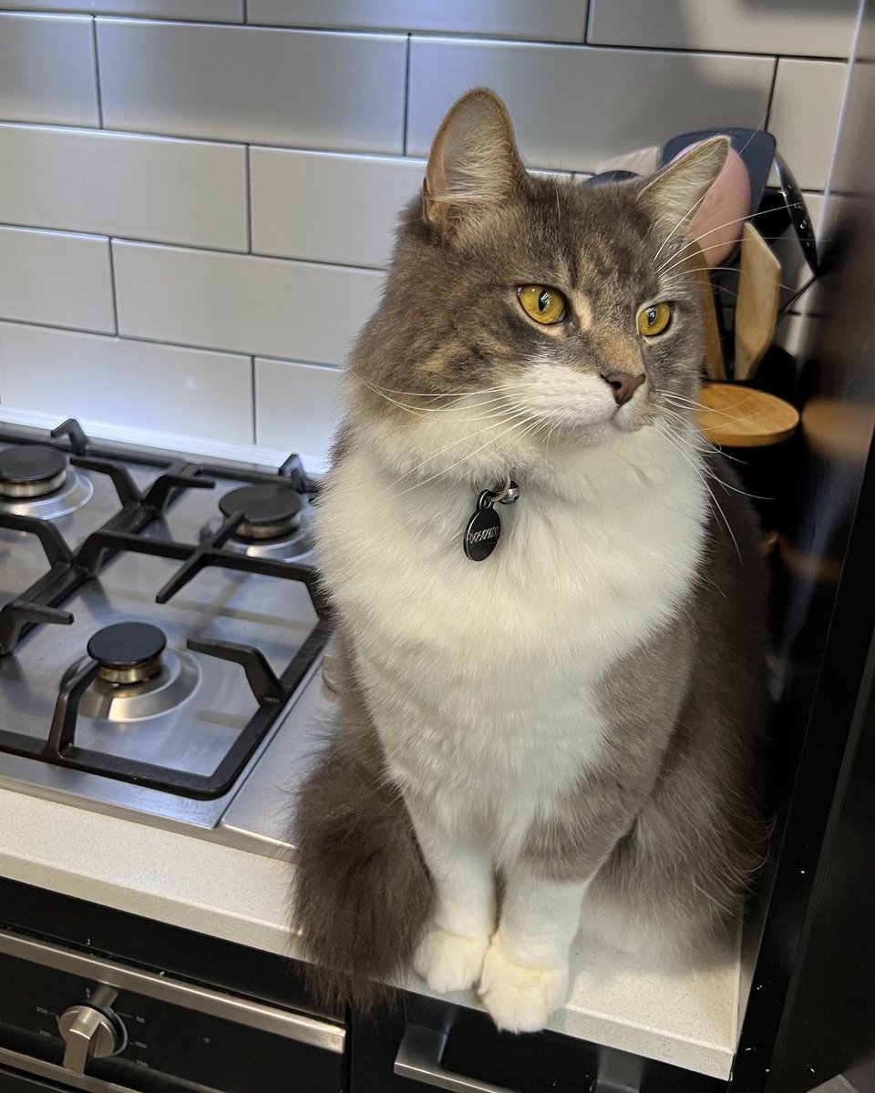 pureivories's tweet photo. I had to make the hardest decision last night to let Kingston go. I’m so sorry I couldn’t do more for you bud. https://t.co/4LoijVusyQ