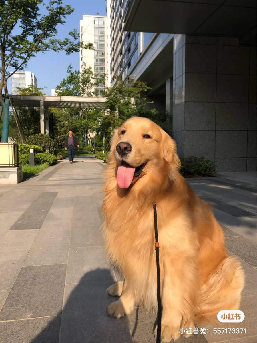 lisa54462012's tweet photo. I like dog :) https://t.co/vUD8OiVSEO