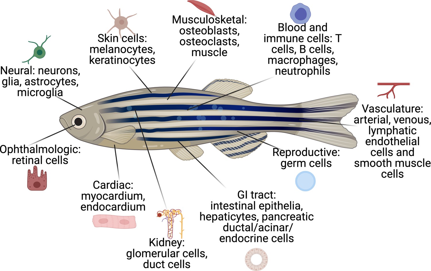 richard white on Twitter: "Zebrafish and the tumor microenvironment
