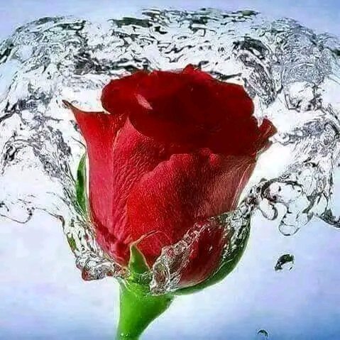 hwaydt's tweet photo. مساكم ورد https://t.co/M1PoHYfKYl
