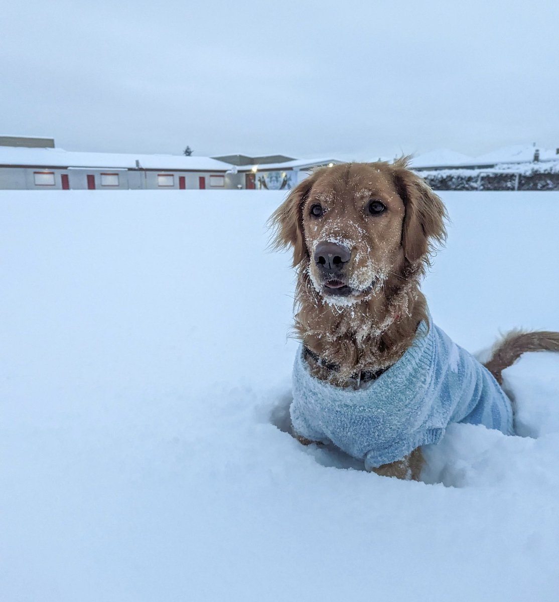 Britannia Shipyards NHS tweet media