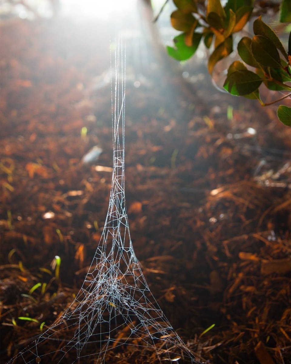 Eiffel Tower web.