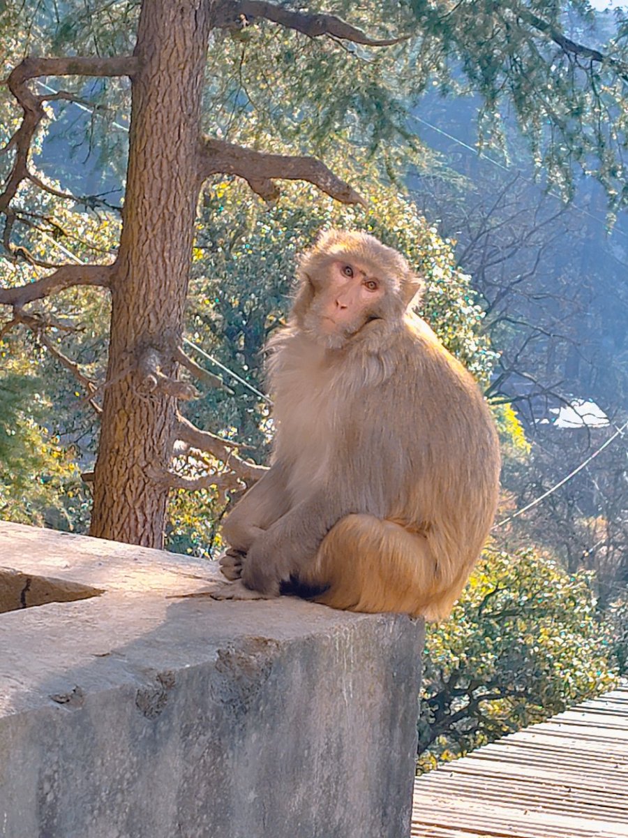Bidisha_02's tweet photo. Sweet, chunky, sometimes a little 'no thoughts head empty' Bindu ❤️
In Hindi, the black dot on the forehead is called bindi, which is where Bindu got her name from.

Pictures are taken at a safe distance from the monkeys. 
#monkeysofindia #monkeybusiness #rhesusmacaques https://t.co/QednQLM3pa