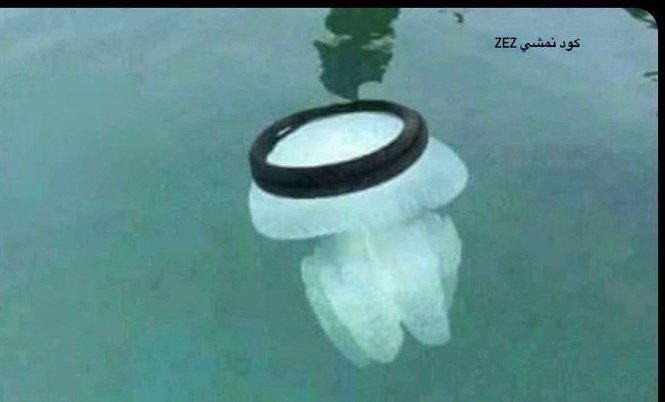 لا تلسعنى طال عمرك