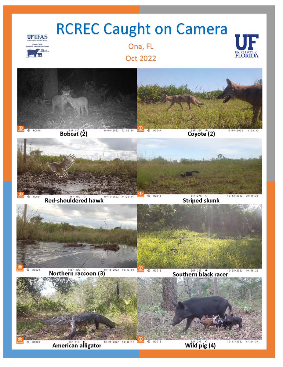 Range Cattle REC tweet media