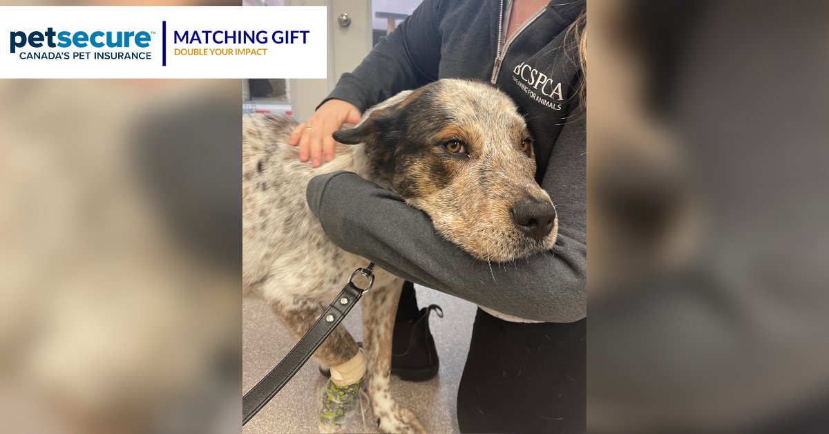 BC_SPCA's tweet photo. Sinbad was found out in the wilderness, alone, with wounds all over his body. It was obvious he needed urgent medical help. Our loyal friends at @Petsecure are matching up to $3,500 in donations towards Sinbad's care. Learn more: https://t.co/xJ7CQ4i0VT #bcspca https://t.co/YxzzNLNcUe